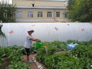 Чудо огород